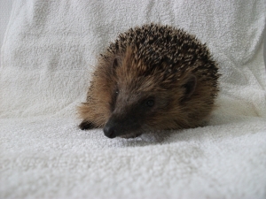 Igel